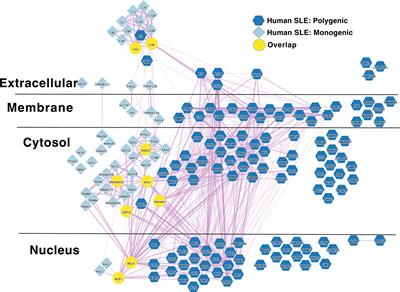 Polygenic autoimmune disease risk alleles impacting B cell tolerance act in concert across shared molecular networks in mouse and in humans